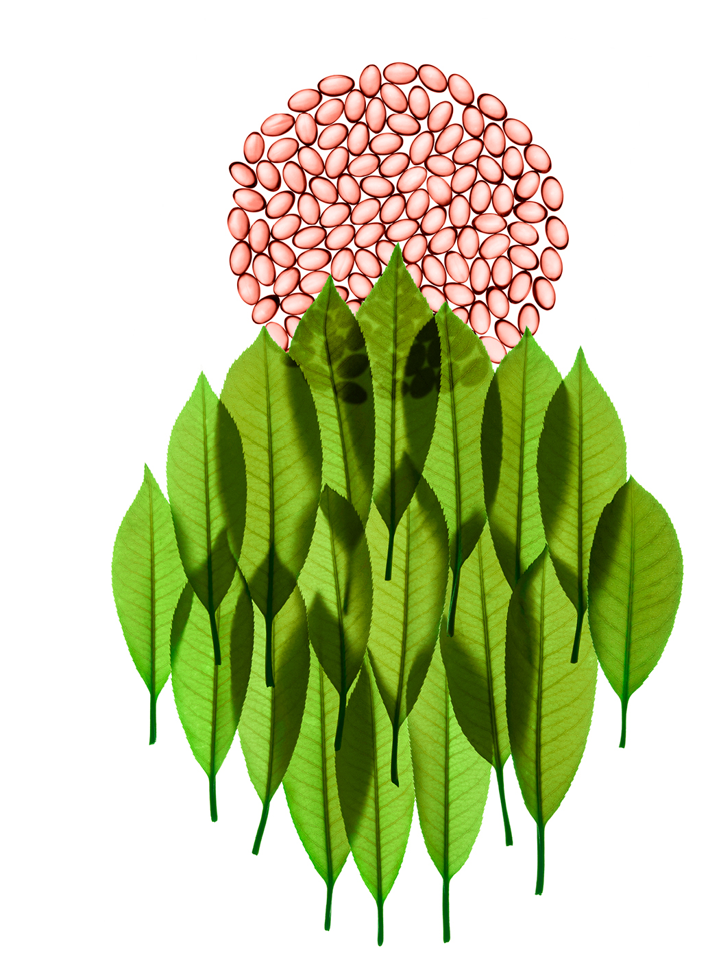 Nos produits - gélules roses et feuilles vertes ingrédient naturel Keranat™