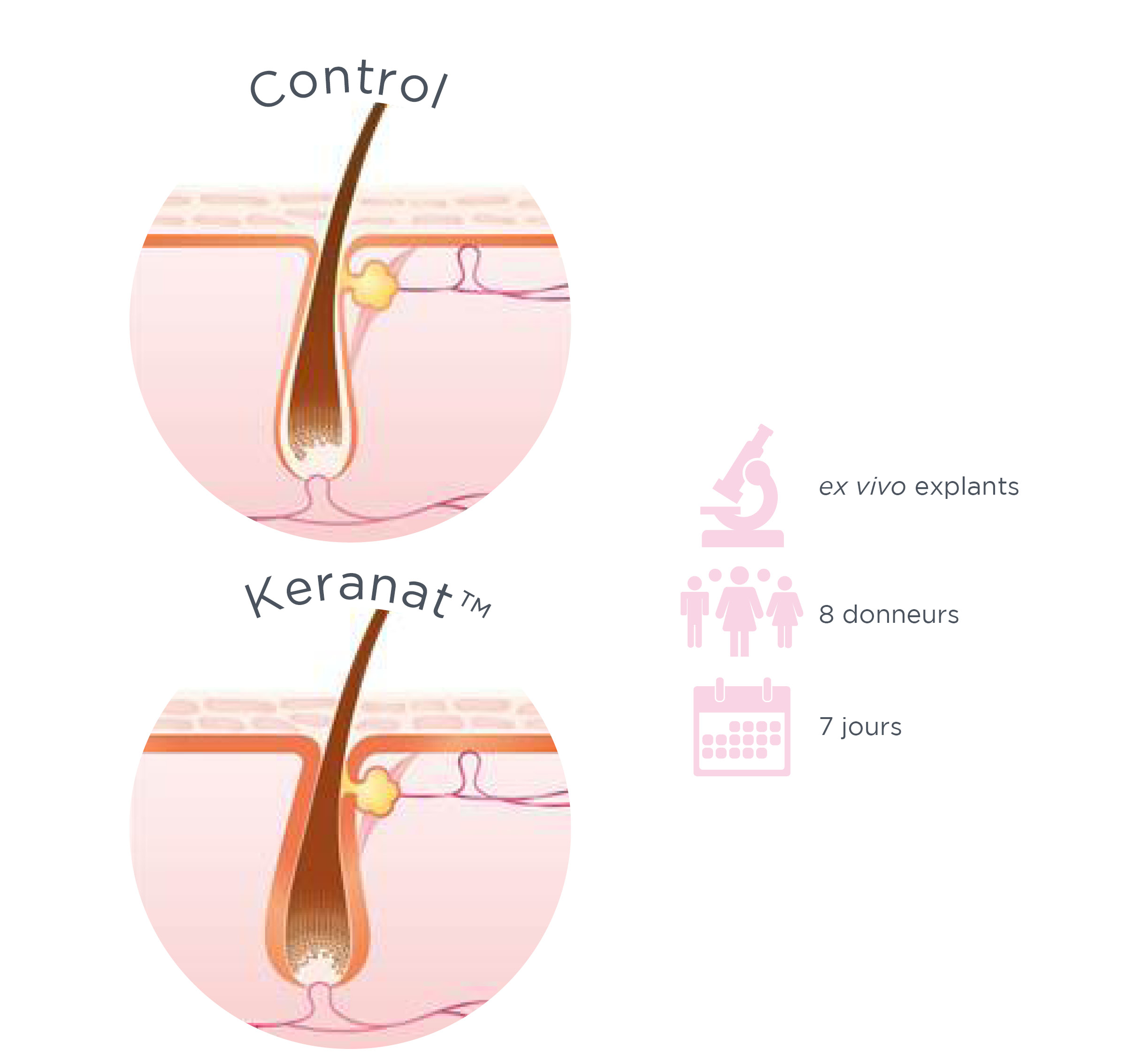 Illustrations of a hair anchor with the effectiveness of the Keranat™ product.