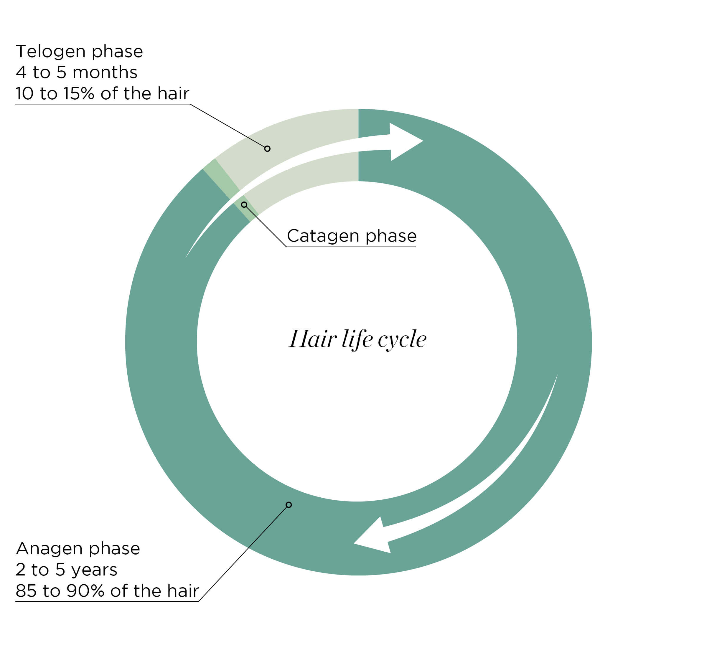 Le cycle du cheveu - Keranat™ - Diminuer la chute de cheveux